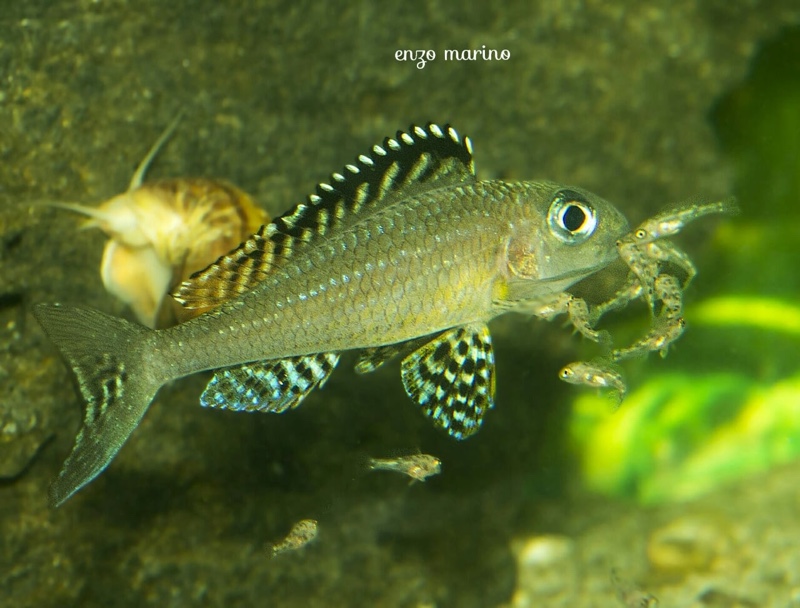 Xenotilapia papilio 'Tembwe (Deux)'